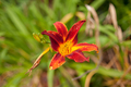 Lilium canadense, Canadian Lily - PhotoDune Item for Sale