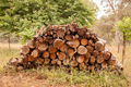 Firewood pile - PhotoDune Item for Sale
