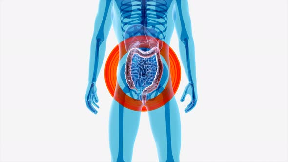 4K anatomy concept of the intestine