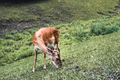 Sika deer female eating grass - PhotoDune Item for Sale