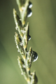 Grass. Fresh green spring grass with dew drops closeup. Sun. Soft Focus. Abstract Nature Background - PhotoDune Item for Sale