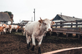 Cows on the form. Milk, meat production. Household animals. - PhotoDune Item for Sale