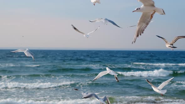 Seagulls and Albatrosses Soar in the Sky Over the Sea Coast