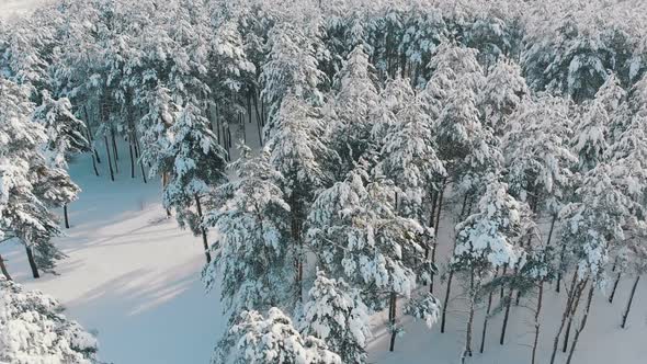 Flying Over a Snowy Winter Forest on a Sunny Day