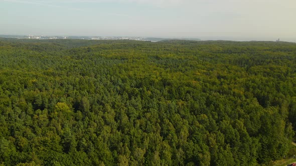 Dense mixed forest with coniferous and deciduous trees. Aerial view