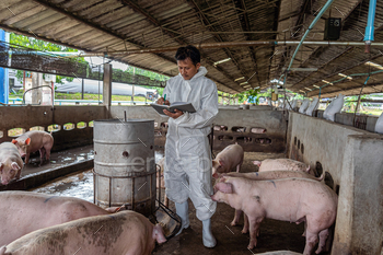 hog farms, animal and pigs farm industry