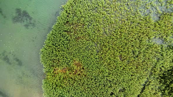 Aerial shot of wild island made of reed and cane in Struga at Ohrid Lake in Macedonia.