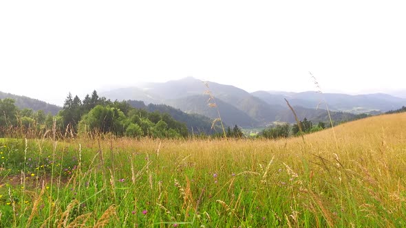 Summer Pasture With Brown Grass