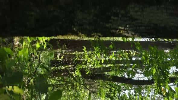 Vertical Video of a Beautiful Forest in Summer