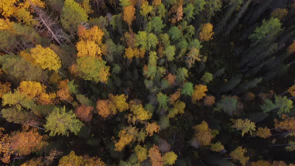 Top Down Drone Autumn Wood. Nature Background. Aerial Top View of Autumn Forest with Colorful Trees