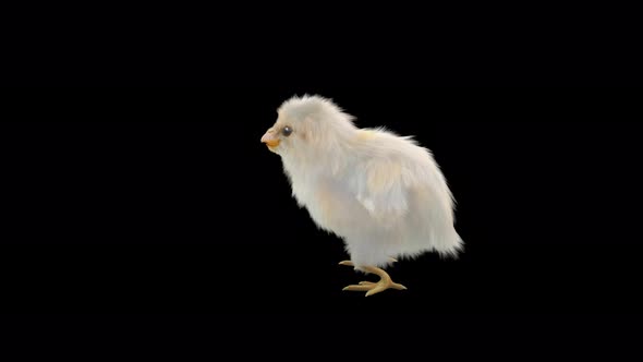 12 Baby Chicks Dancing 4K