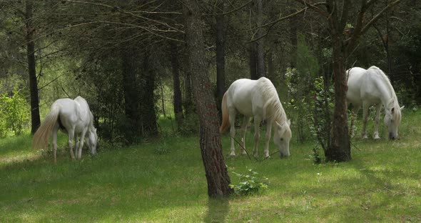 White Camargue horses, occitanie, France