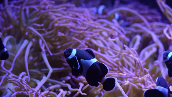 Clownfish swimming around sea anemone