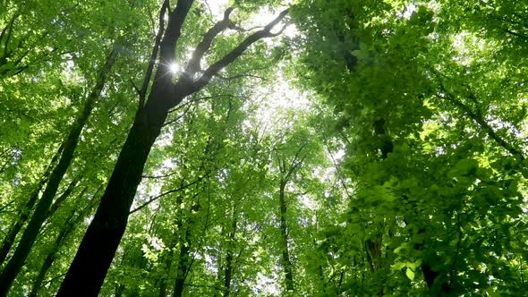 summer forest trees. nature green wood sunlight backgrounds.