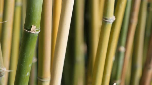 Poaceae family bamboo plant stalk  close-up 4K 3840X2160 30fps UltraHD video - Bambusoideae forest w