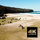Kangaroos Chilling At Pebbly Beach - VideoHive Item for Sale