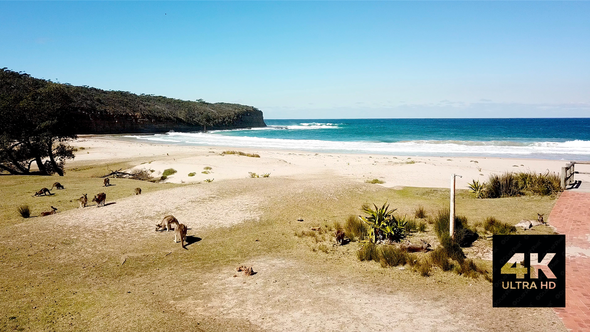 Kangaroos Chilling At Pebbly Beach