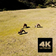 Kangaroos Chilling At Pebbly Beach - VideoHive Item for Sale