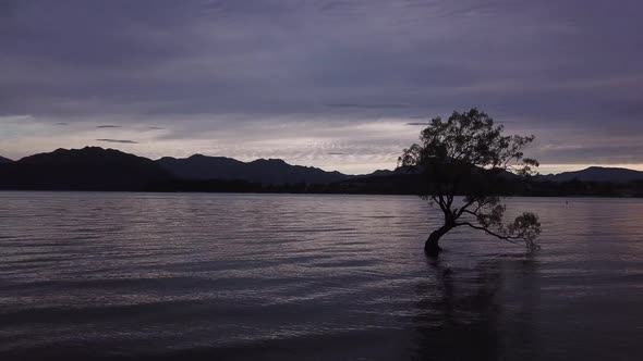 Wanaka Tree aerial