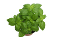 Basil Plant - PhotoDune Item for Sale