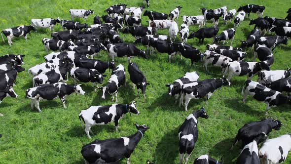 Aerial view of milky spotted black and white cows graze in a lush meadow.