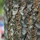 Ants On Tree - VideoHive Item for Sale