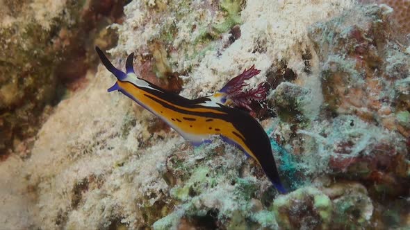 Doridae nudiranch from the Red Sea