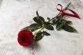 Red roses on grey stone background. - PhotoDune Item for Sale