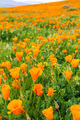 Field of California Poppies - PhotoDune Item for Sale