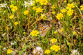 Bay Checkerspot butterfly on a wildflower - PhotoDune Item for Sale