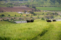 Cattle herd on a pasture up on a hill - PhotoDune Item for Sale