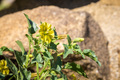 Yellow nightshade groundcherry in bloom - PhotoDune Item for Sale