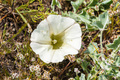 Stemless Morning Glory flower - PhotoDune Item for Sale