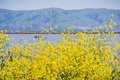 Green mustard flowers - PhotoDune Item for Sale