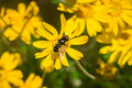 Transverse Flower Fly (Eristalis transversa) pollinating a common woolly sunflower - PhotoDune Item for Sale