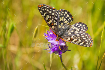 ing nectar from a blue dick wildflower, San Francisco bay area, California