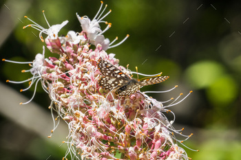 ona) sipping nectar from Californiania buckeye flowers (Aesculus californica)
