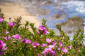 Clarkia Rubicunda on the Pacific Coast - PhotoDune Item for Sale