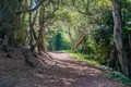 Path through an oak forest in Santa Cruz mountains - PhotoDune Item for Sale