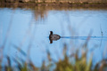 American coot swimming in a pond - PhotoDune Item for Sale