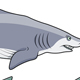 Blue Shark Catshark - GraphicRiver Item for Sale