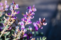 Freckled milk vetch wildflowers - PhotoDune Item for Sale