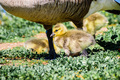 Goslings staying close to parents - PhotoDune Item for Sale