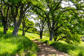 Hiking path in a sunny spring day - PhotoDune Item for Sale