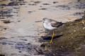 Greater Yellowlegs bird - PhotoDune Item for Sale