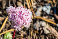 Cistanthe monosperma wildflower - PhotoDune Item for Sale
