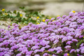 Pink Sand Verbena wildflowers  - PhotoDune Item for Sale