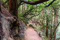Hiking trail through a redwood forest - PhotoDune Item for Sale