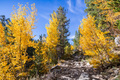Hiking trail going through a grove of aspen trees - PhotoDune Item for Sale
