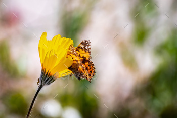 rt sunflower (Geraea canescens) wildflower, Anza Borrego Desert State Park, south California
